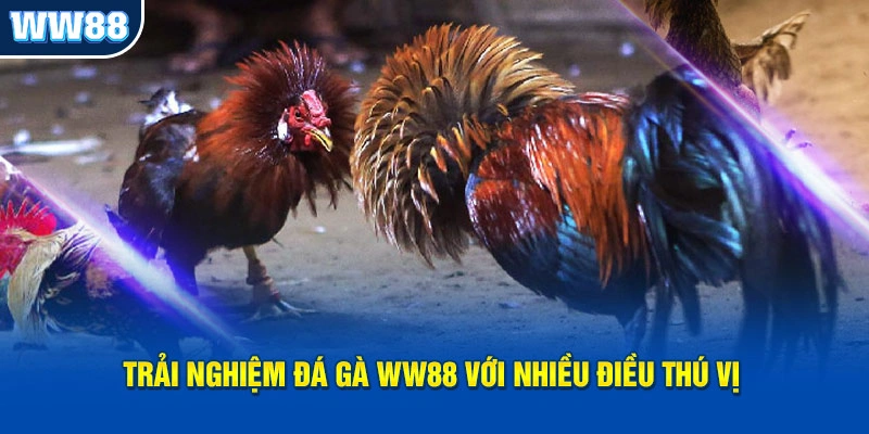 Trải nghiệm đá gà WW88 với nhiều điều thú vị